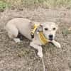 Aurora, tapferer Hund sucht neue Familie