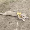 Aurora, tapferer Hund sucht neue Familie