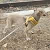 Aurora, tapferer Hund sucht neue Familie