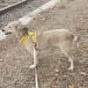 Aurora, tapferer Hund sucht neue Familie
