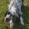 Lebensfrohe English Setter Dame Stella..