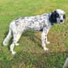 Lebensfrohe English Setter Dame Stella..