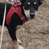 Josie, kleine Hündin sucht neues Zuhause