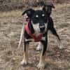 Josie, kleine Hündin sucht neues Zuhause