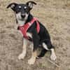 Josie, kleine Hündin sucht neues Zuhause