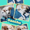 Sancho wartet in 91278 Pottenstein!