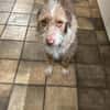 Toller Wasserhund/Podencomix Toni sucht#