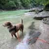Toller Wasserhund/Podencomix Toni sucht#
