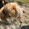 Toller Wasserhund/Podencomix Toni sucht#