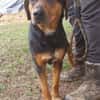 STELLA 2 sucht Zuhause