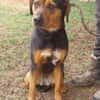STELLA 2 sucht Zuhause