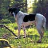 Pongo