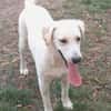 CARMINO -rundum toller Junghund-