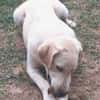 CARMINO -rundum toller Junghund-