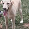CARMINO -rundum toller Junghund-