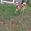 Findus,ein liebes Hundeherz sucht sein G