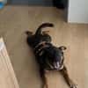 Annabella sucht ein neues Zuhause
