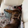 Annabella sucht ein neues Zuhause