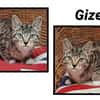 GIZEH (Réservé)