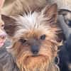 Yorki