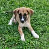 Crunch, mâle croisé berger, né le 26/06/2025 🐶