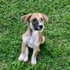 Crunch, mâle croisé berger, né le 26/06/2025 🐶