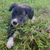Doonut, mâle croisé berger, né le 26/06/2025 🐶