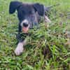 Doonut, mâle croisé berger, né le 26/06/2025 🐶