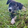 Doonut, mâle croisé berger, né le 26/06/2025 🐶