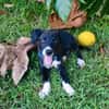 Doonut, mâle croisé berger, né le 26/06/2025 🐶