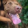 Pollux, mâle croisé shar pei, né le 03/06/2024🐶