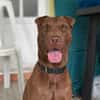 Pollux, mâle croisé shar pei, né le 03/06/2024🐶