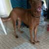 Pollux, mâle croisé shar pei, né le 03/06/2024🐶
