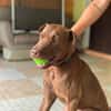 Pollux, mâle croisé shar pei, né le 03/06/2024🐶