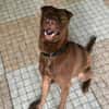 Pollux, mâle croisé shar pei, né le 03/06/2024🐶