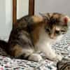 Gracie, femelle, chat européen, née le 05/06/2025 🐱