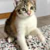 Gracie, femelle, chat européen, née le 05/06/2025 🐱