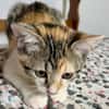 Gracie, femelle, chat européen, née le 05/06/2025 🐱