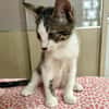 Arturo, mâle, chat européen, né le 09/06/2025 🐱