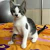 Arturo, mâle, chat européen, né le 09/06/2025 🐱