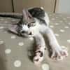 Jasper, mâle, chat européen, né le 09/06/2025 🐱