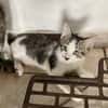 Jasper, mâle, chat européen, né le 09/06/2025 🐱