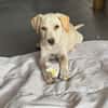 Archibald, mâle, croisé labrador, né le 01/06/2025