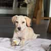 Archibald, mâle, croisé labrador, né le 01/06/2025