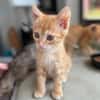 Pumpkin und Ginger suchen ihre Familie