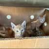 Pumpkin und Ginger suchen ihre Familie