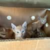 Musette & Amber suchen ihre Familie