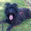 BOBBY sucht Zuhause