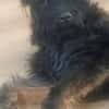 BOBBY sucht Zuhause