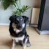 Filou sucht einen Garten
